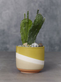 Design Shop Yellow Colorway Collection Pot, 4" X 3.5", Set of 2.