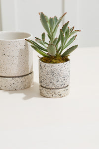 Design Shop Off-White Nisha Pot, 3.5" X 3.75".
