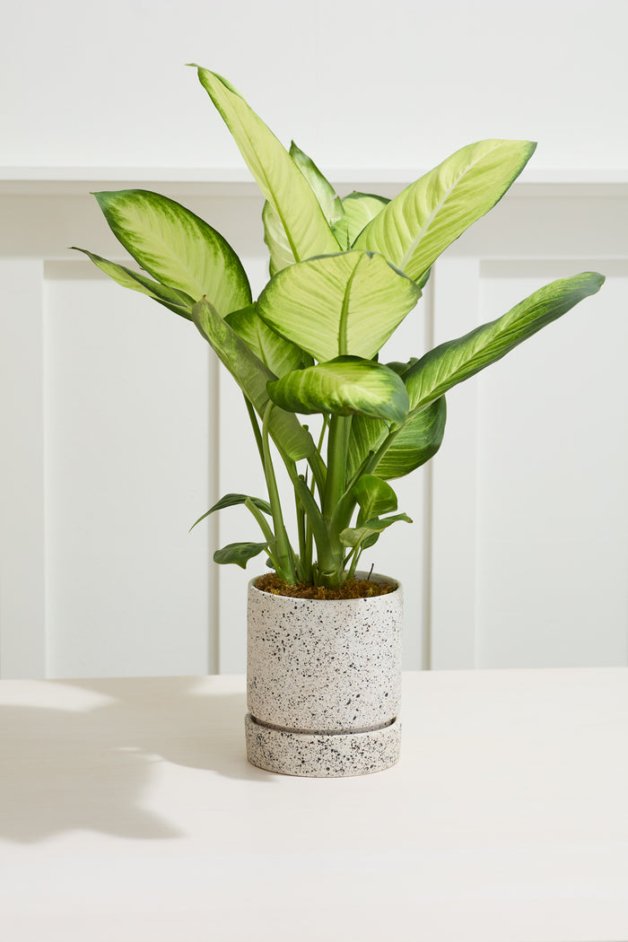 Design Shop Off-White Nisha Pot, 6.5" X 7.5".