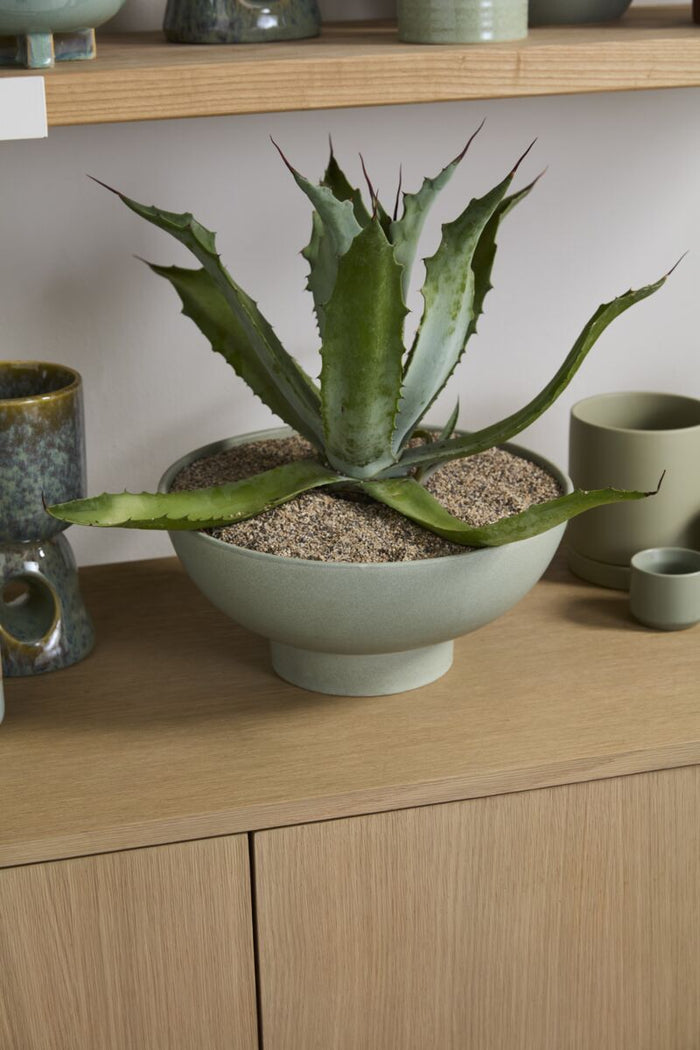 Potted plant on a wooden surface with a blurred background