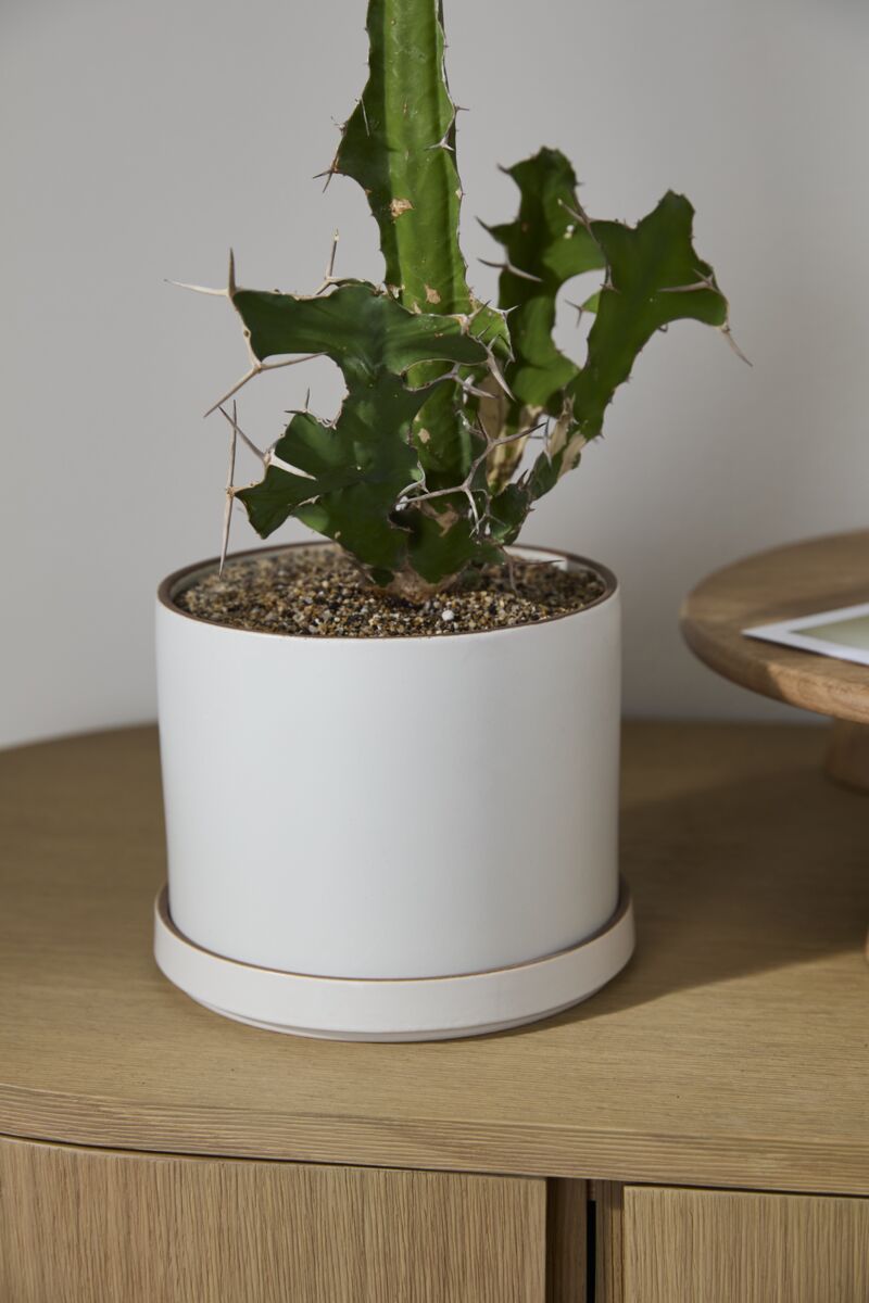 Design Shop Author Pot with Saucer 7.5"x 6", Set of 2