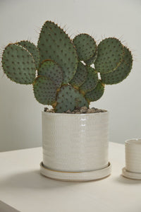 Design Shop Morse Pot with Saucer 12"x 10.5"