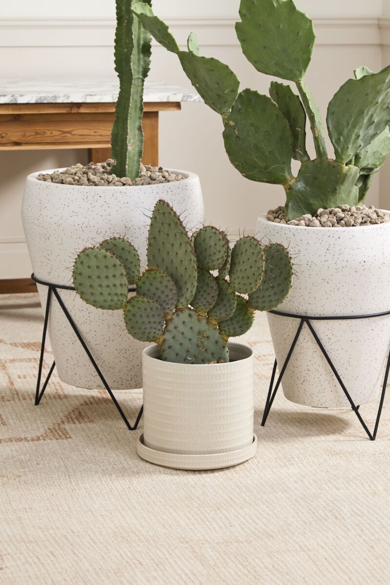 Design Shop Morse Pot with Saucer 12"x 10.5"