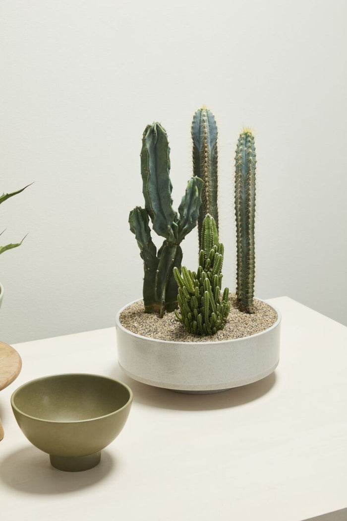 Potted cactus plant on a white surface with a plain background