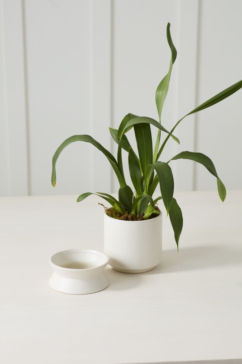Design Shop Madison Pot with Saucer 525"x 6.75", Set of 2