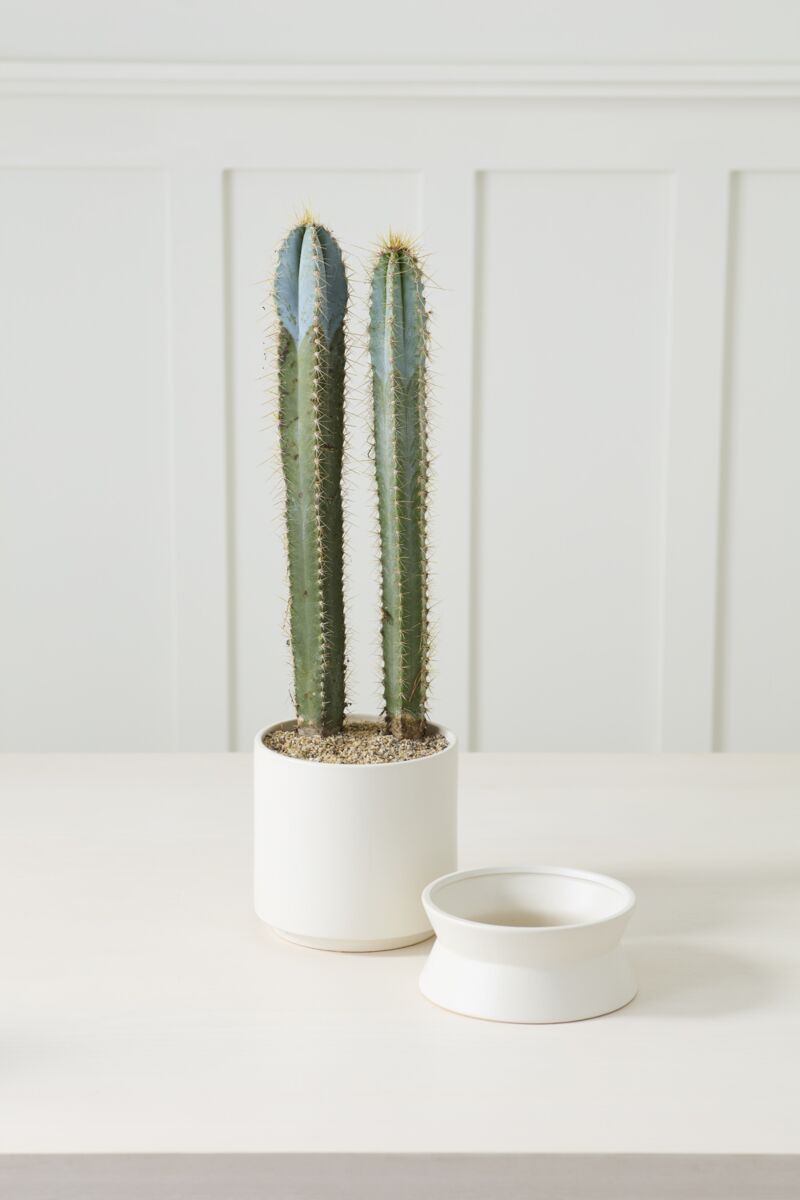 Design Shop Madison Pot with Saucer 6.75"x 8.75"