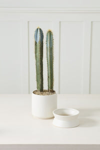 Design Shop Madison Pot with Saucer 6.75"x 8.75"