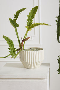 Design Shop Cameron Pot 10.5"x 7.75"