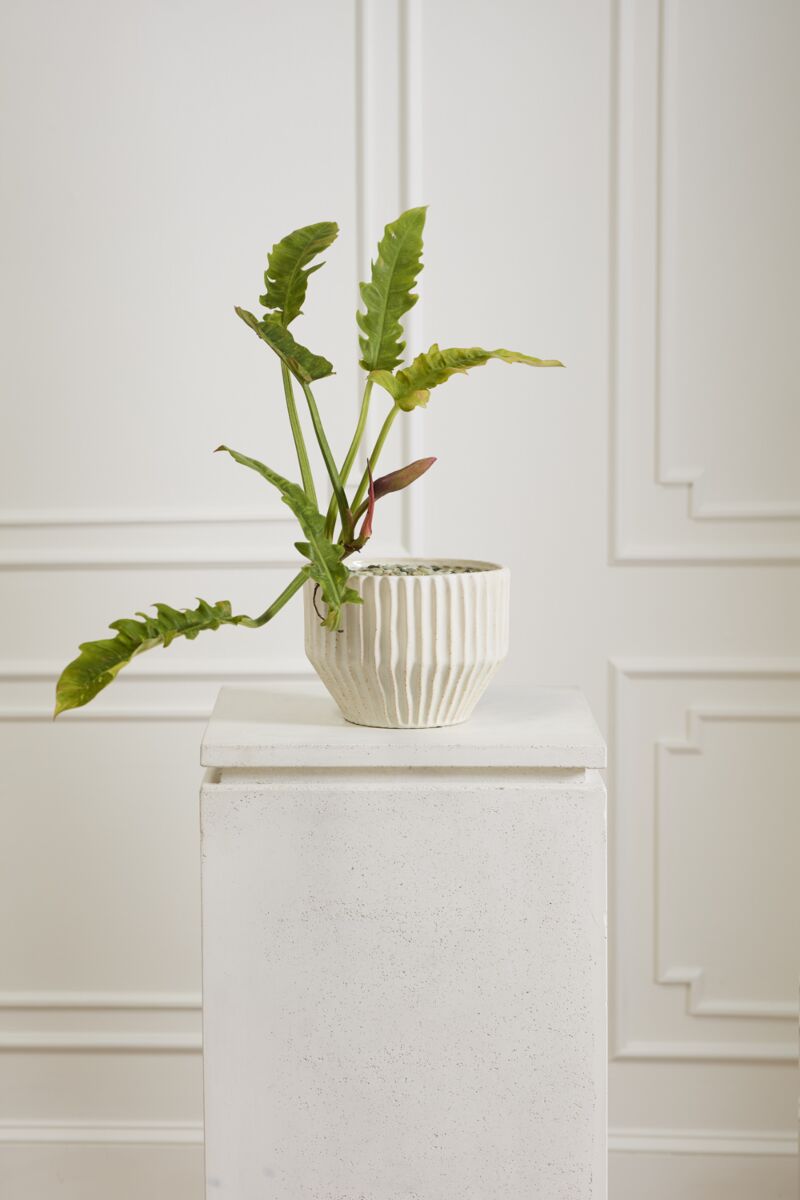 Design Shop Cameron Pot 10.5"x 7.75"