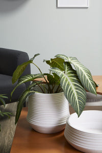 Design Shop White Offshore Collection Pot, 9.5" X 9".