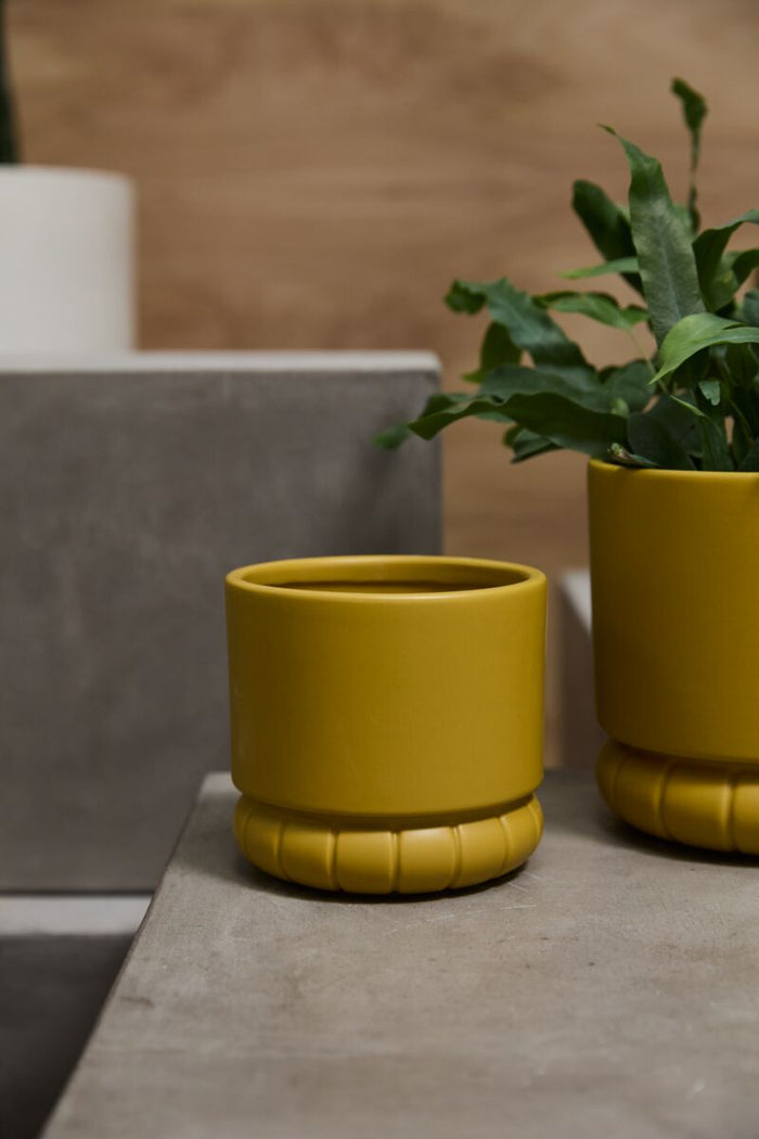 Two yellow ceramic planters with green plants on a concrete surface.