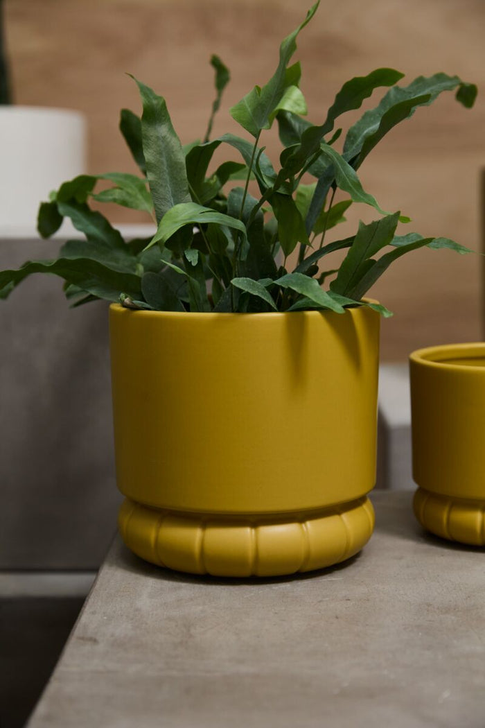 Green potted plant in a yellow pot on a concrete surface with a neutral background