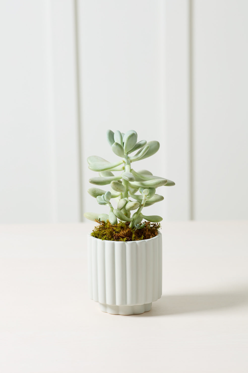 Design Shop Carmen Pot 4.5"x 4.5", Set of 4