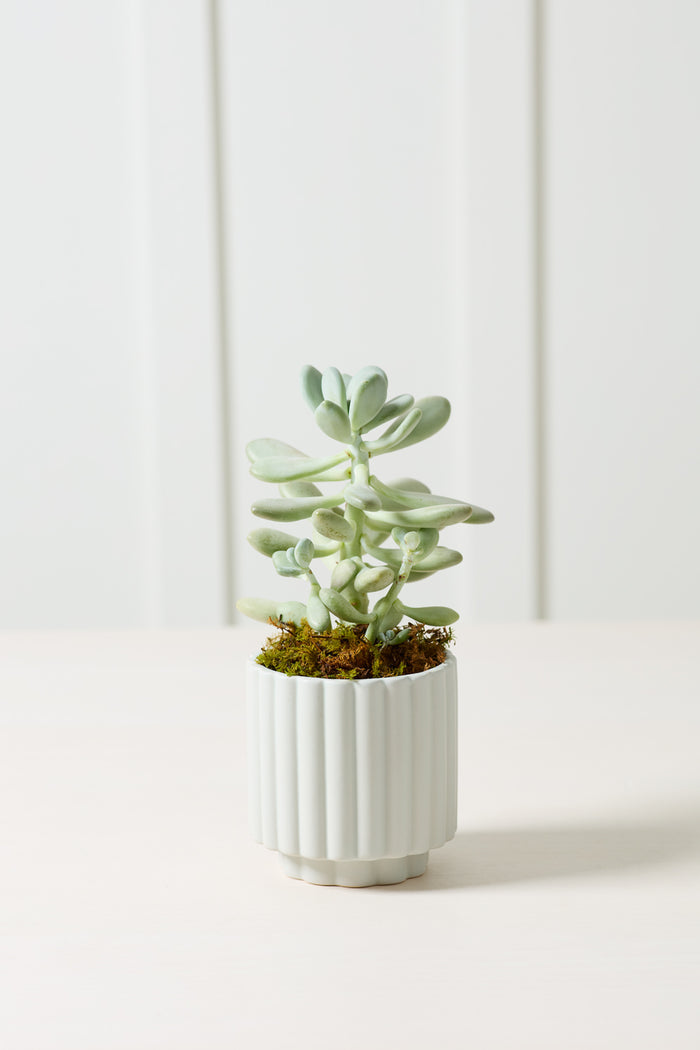 Design Shop Carmen Pot 4.5"x 4.5", Set of 4