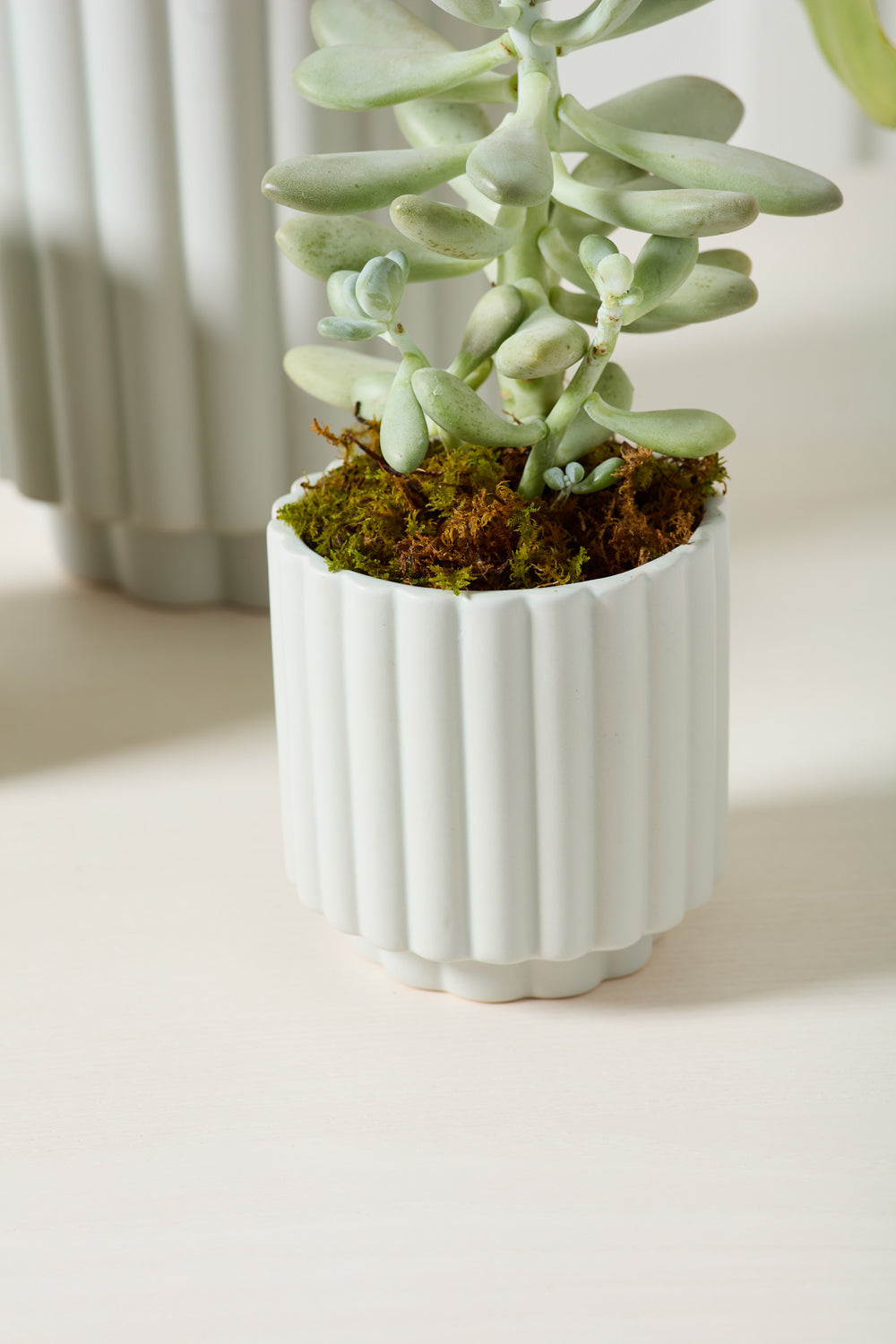 Design Shop Carmen Pot 4.5"x 4.5", Set of 4