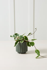 Design Shop Carmen Pot 4.5"x 4.5", Set of 4