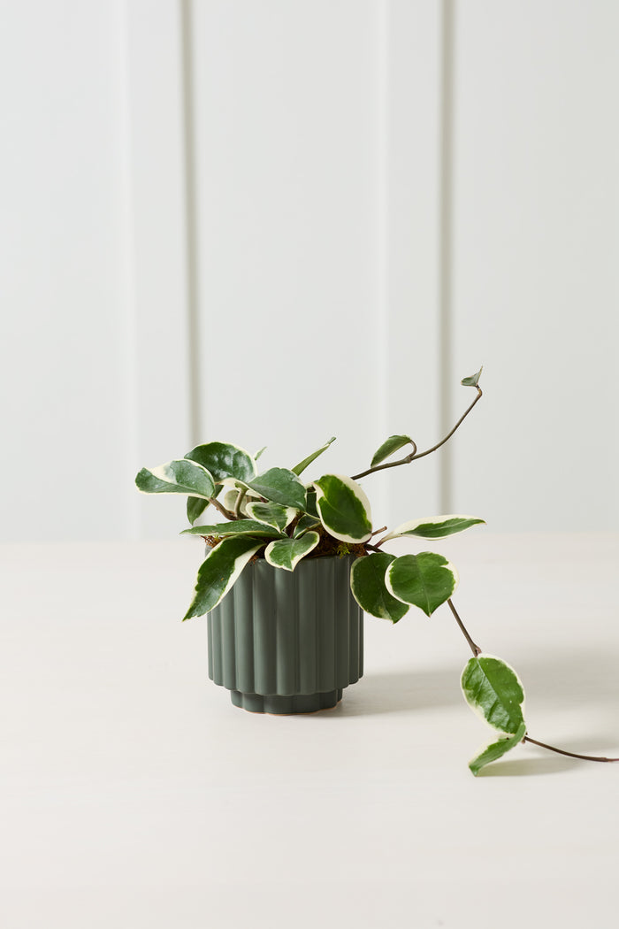Green potted plant on a white surface with a white background