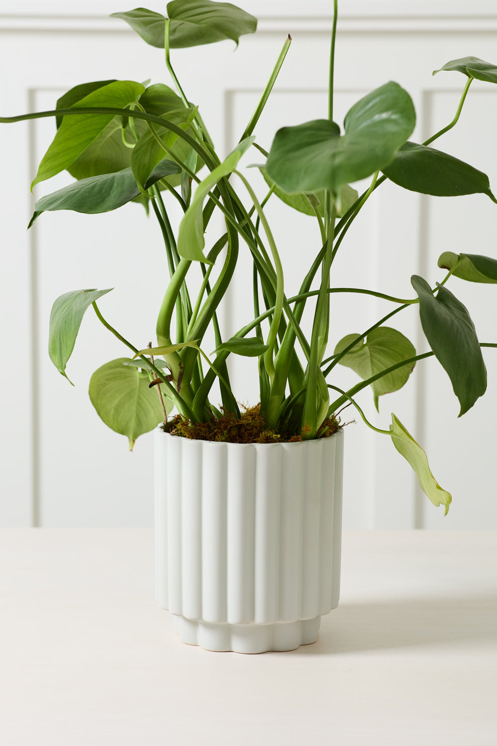 Design Shop Carmen Pot 7.25"x 8.25"