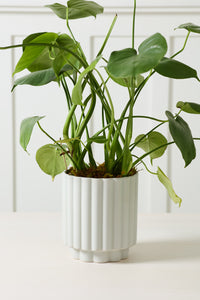Design Shop Carmen Pot 7.25"x 8.25"