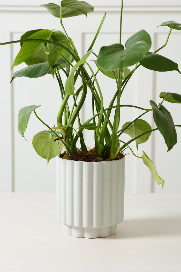 Design Shop Carmen Pot 7.25"x 8.25"