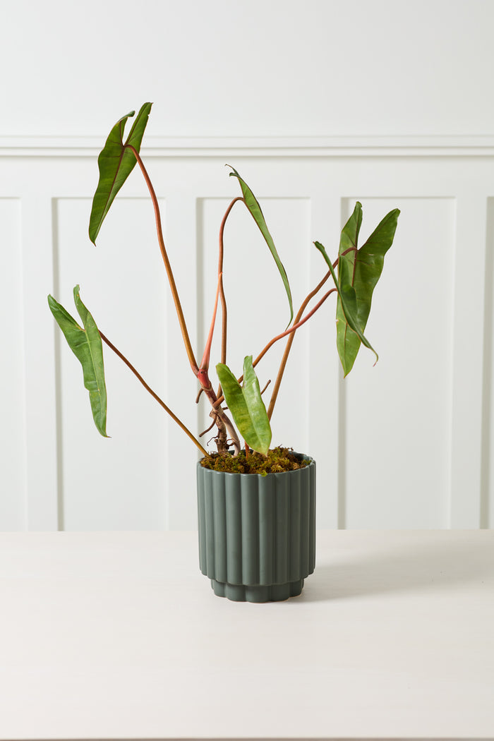 Design Shop Carmen Pot 7.25"x 8.25"