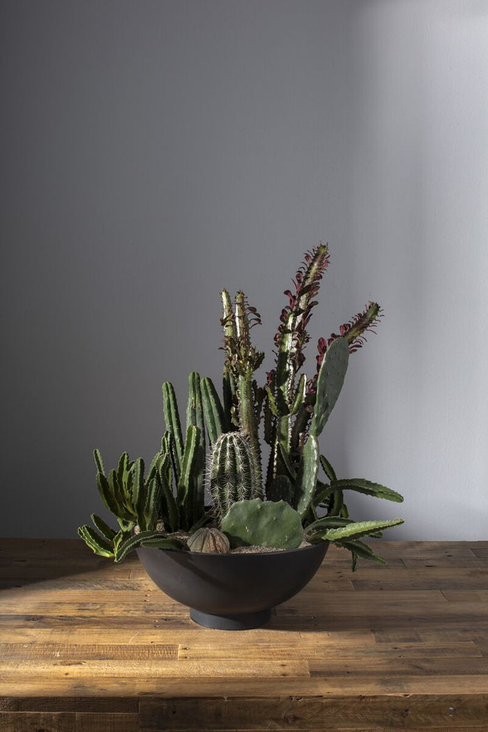 Bowl with cacti and succulents on a wooden surface against a gray wall
