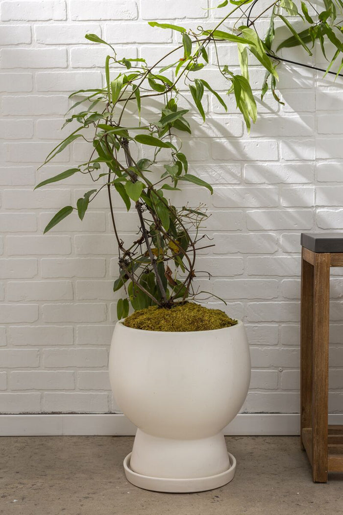 Design Shop White Bosky Pot, 14" X 15".