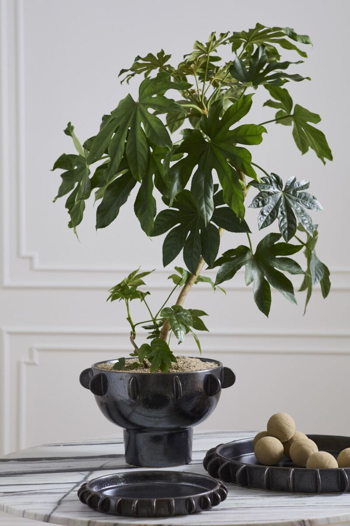 Potted plant on a wooden surface with a blurred background
