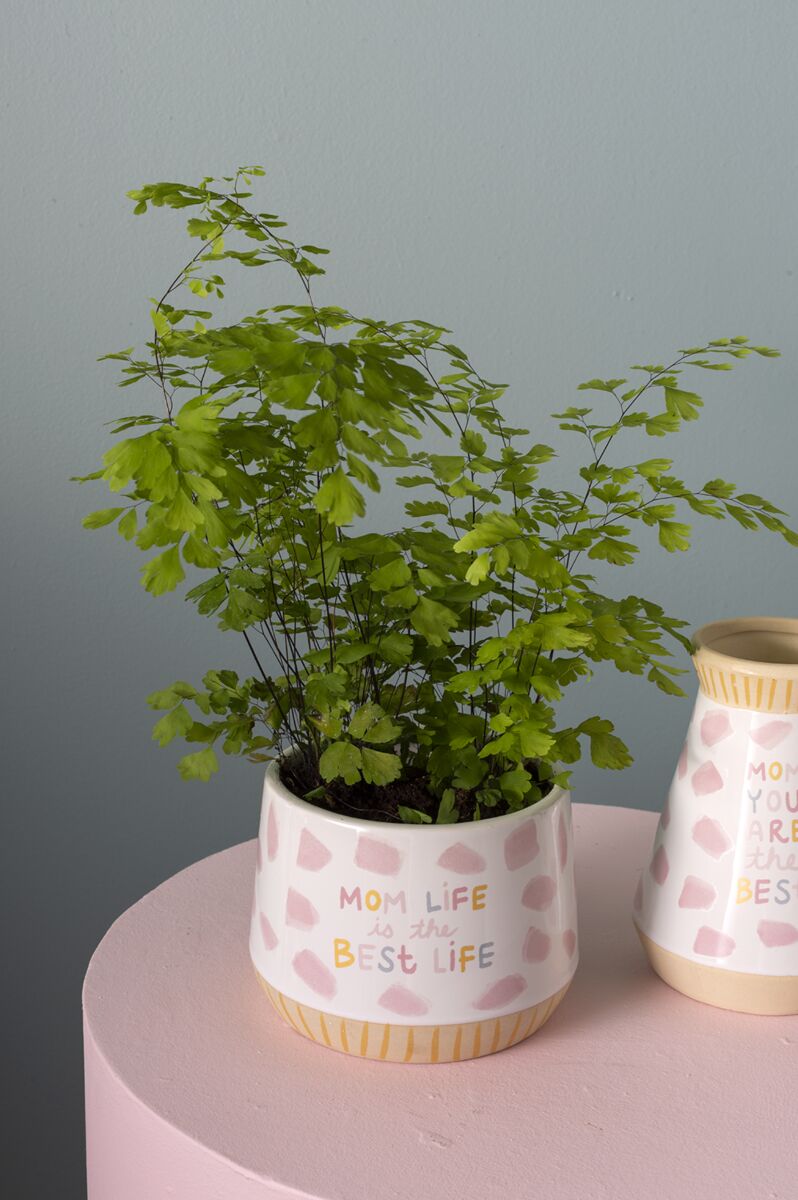 Design Shop White Motherhood Collection Pot, 5.75" X 4.5".