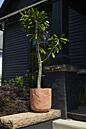 Design Shop Stratford Planter 16"x 17.25"