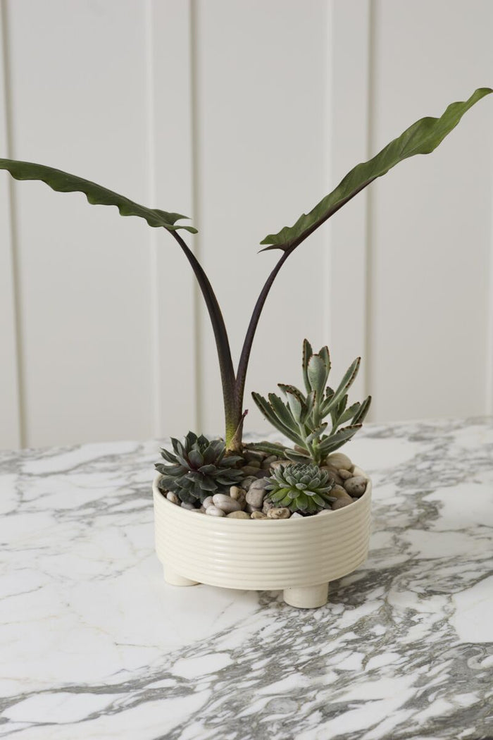 Small potted plant with succulents on a marble surface