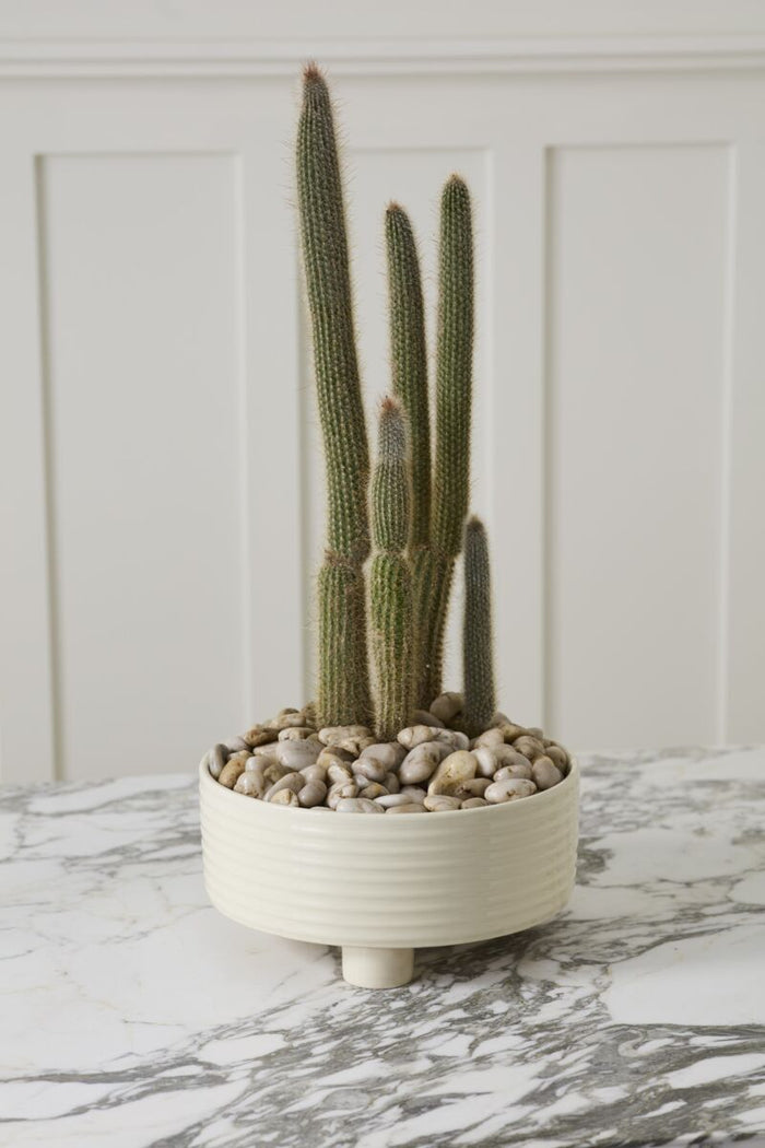 Cactus plant in a pot on a marble surface with a white wall background