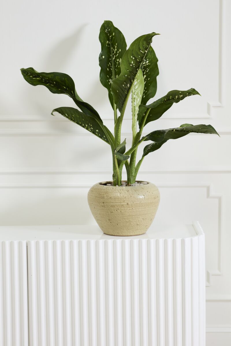 Design Shop Soren Pot 12.5"x 9"