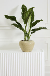 Design Shop Soren Pot 12.5"x 9"