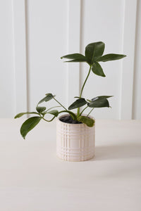 Design Shop Beckett Pot 5.5"x 5.5"