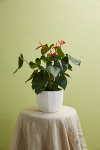 Design Shop Bona Pot 7.5"x 6", Set of 2