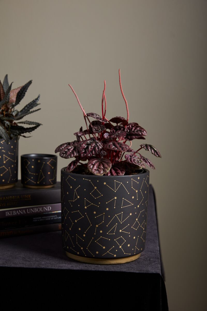 Design Shop Black Universe Pot, 6.5" X 6.5".