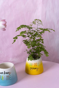 Design Shop Yellow Easter Cheer Pot, 4.25" X 3.75".