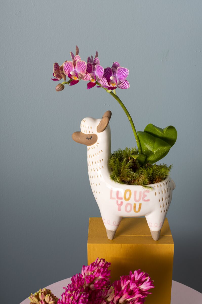 Design Shop White Fuzzy Feelings Collection Llama, 5" X 6.75".