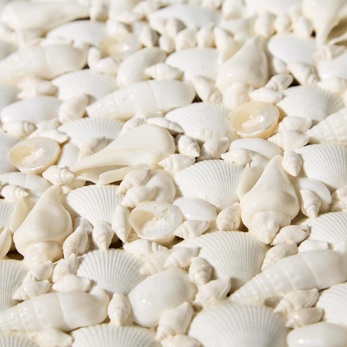 Design Shop Shell Rectangle Boxes - Sea Shell/Plywood, Set of 2.