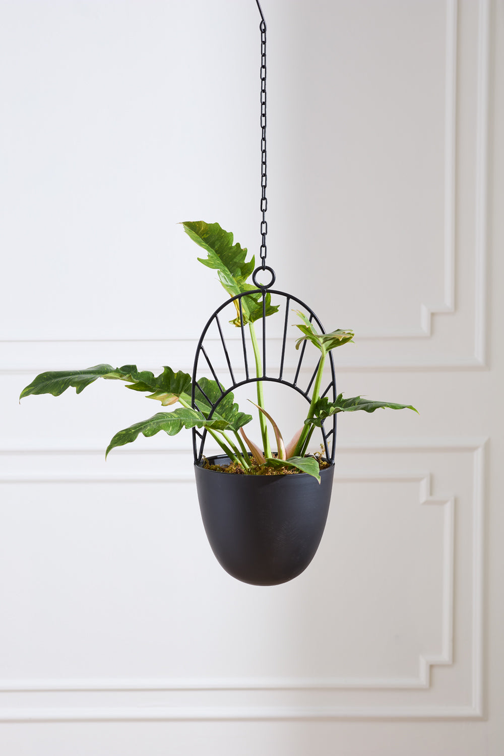 Design Shop Black Hestia Hanging Pot, 9.75" X 39".