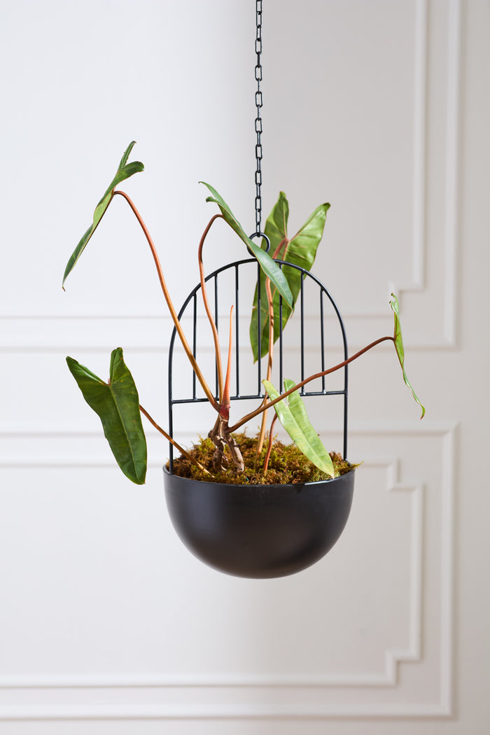 Design Shop Black Hestia Hanging Pot, 12.25" X 39".