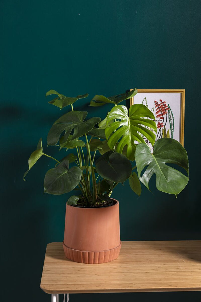 Design Shop Terracotta Kadin Pot, 7.75" X 7.75".