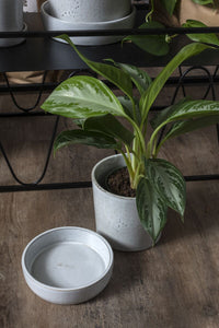 Design Shop Watson Pot with Saucer 5.25"x 5"