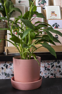Design Shop Pink Watson Pot, 6.75" X 6.5"