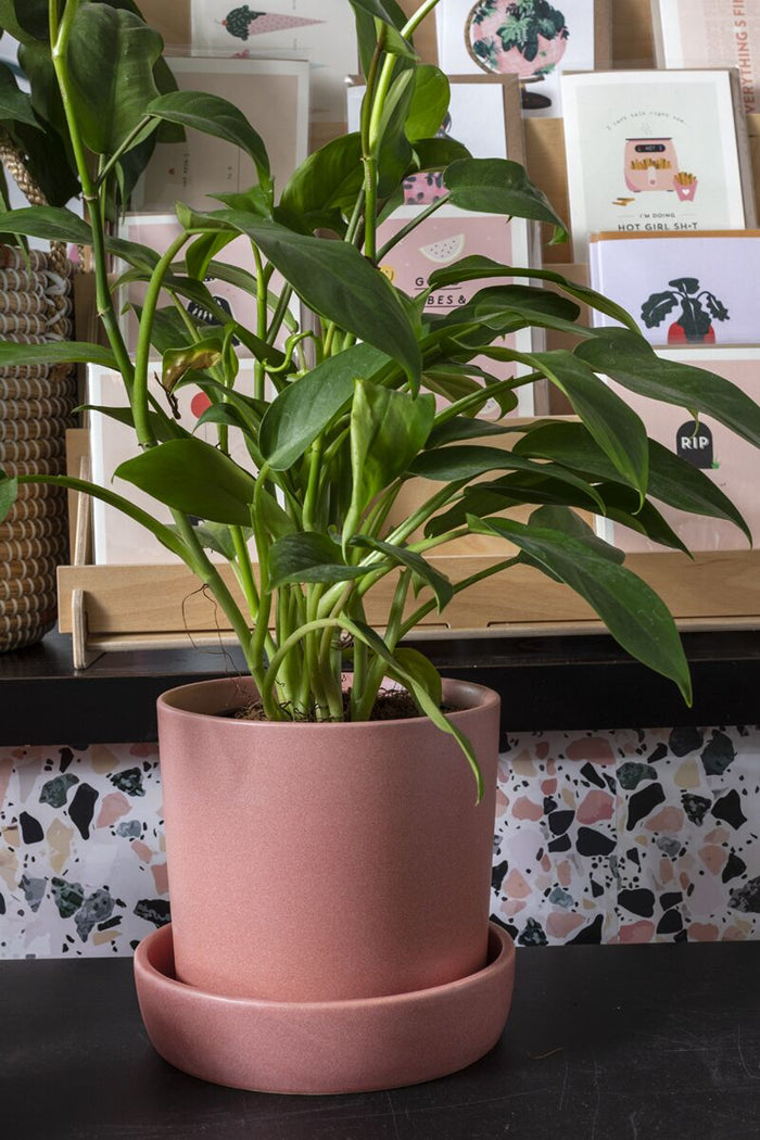 Design Shop Pink Watson Pot, 6.75" X 6.5"