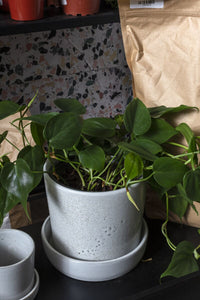 Design Shop Watson Pot with Saucer  6.75"x 6.5"
