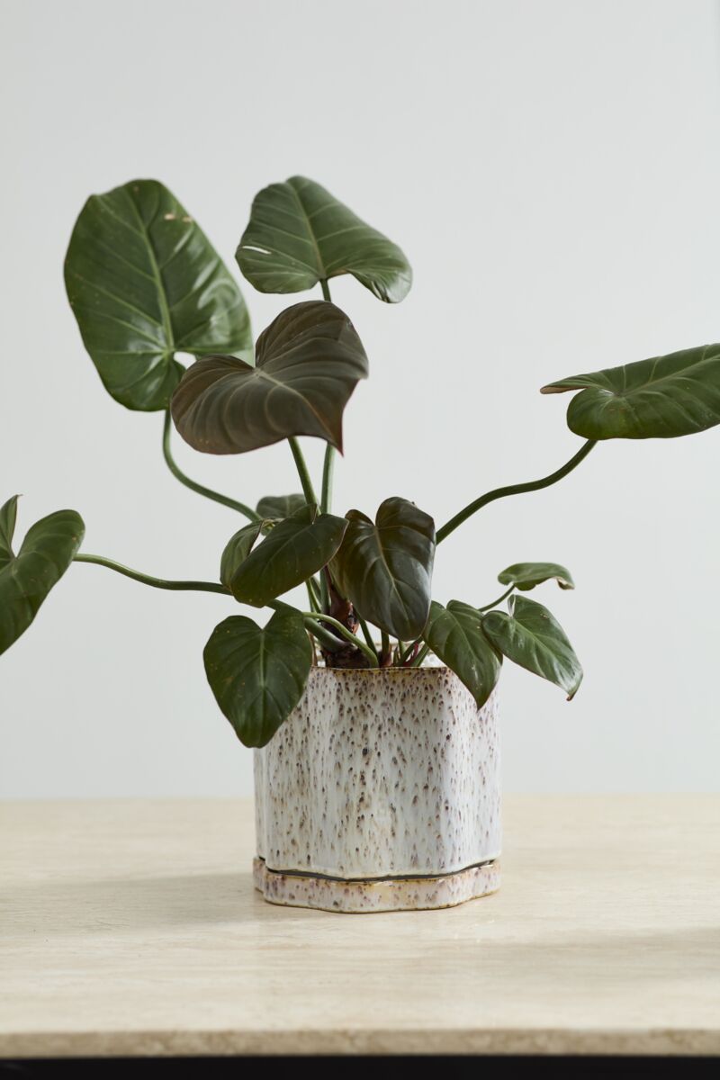 Design Shop Avenell Pot with Saucer 7.5"x 7"
