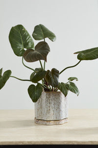 Design Shop Avenell Pot with Saucer 7.5"x 7"