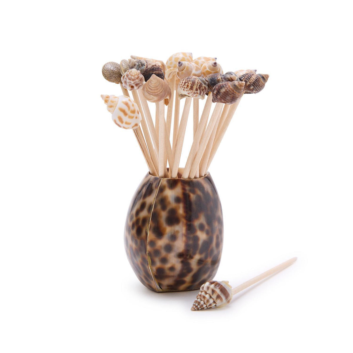 Design Shop Tiger Cowrie Shell w/20 Assorted Sea Shell Picks in Acetate Gift Box - Bamboo Wood/Shell